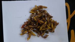 Fried grasshoppers, anyone?